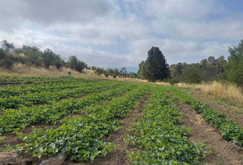 Terreno agrícola de 7 hectáreas con casas y agua inscrita en María Pinto